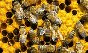 Bee Keeping Equipments